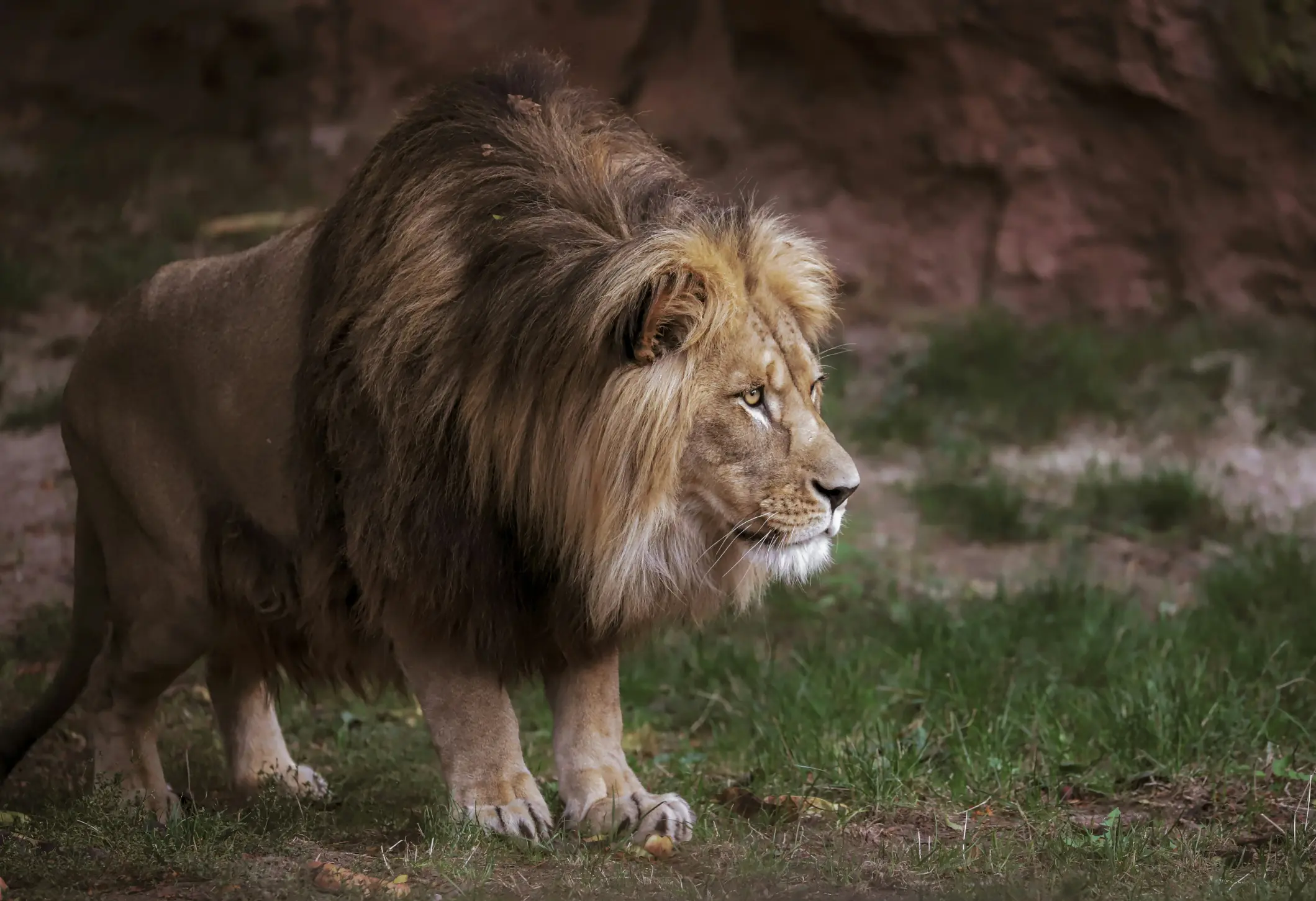 network-lion (3)